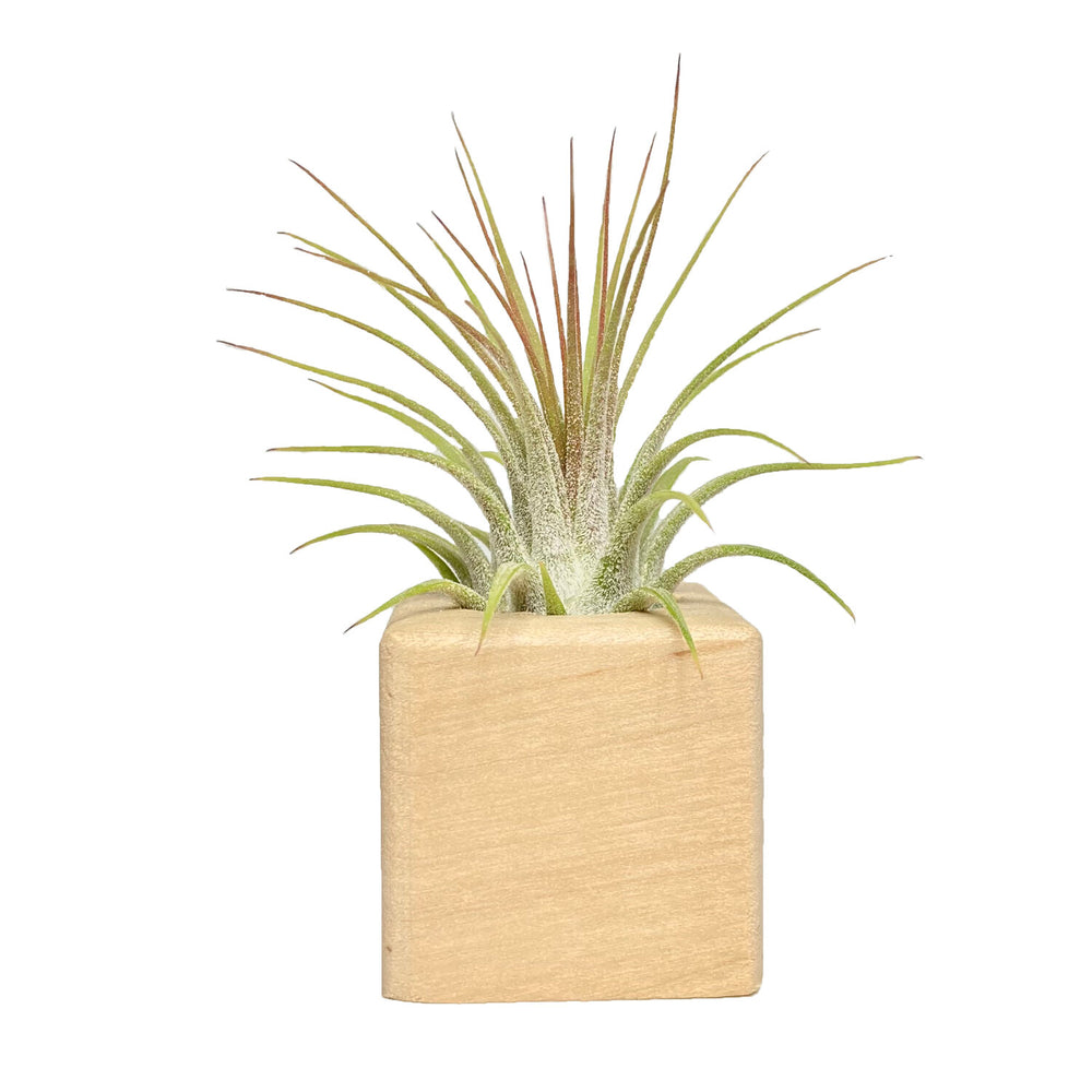 Hold On To Your Plants Air Plant Cube